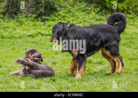 Il cane Hovawart (Canis lupus familiaris) interagisce giocosamente con un cucciolo tibetano Mastiff (Canis lupus familiaris) sull'erba verde. Foto Stock