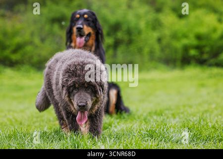 Il cucciolo tibetano Mastiff (Canis lupus familiaris) cammina sull'erba mentre un cane Hovawart (Canis lupus familiaris) osserva da dietro. Foto Stock