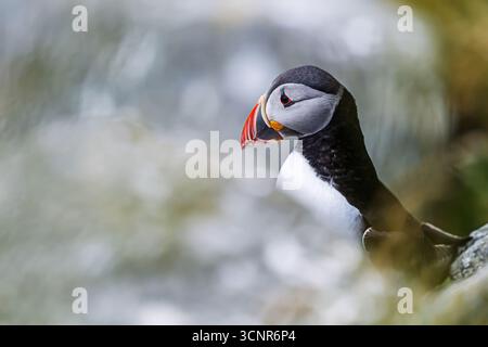 La puffin atlantica Fratercula arctica viene catturata in un profilo ravvicinato, evidenziando il suo caratteristico becco rosso e arancione e l'impressionante occhio rosso contro una so Foto Stock