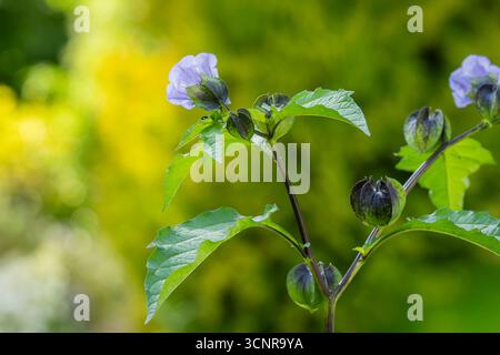 Nicandra physalodes nota come mela del Perù e pianta shoo-fly. Primo piano di una mela del Perù (nicandra physalodes) in fiore. Foto Stock