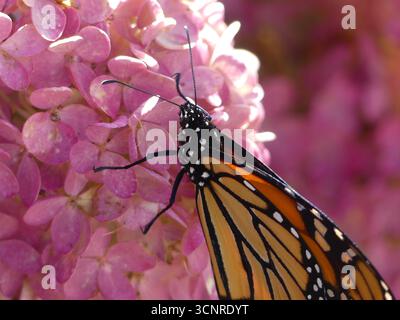 Primo piano dettagliato del profilo di una farfalla monarca (Danaus plexippus) che beve nettare da petali di ortensia rosa nel Massachusetts Foto Stock
