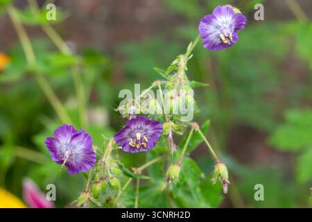 Close up dusky gru bill (geranio phaeum) fiori in fiore Foto Stock