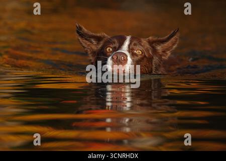Chocolate Border Collie, giocando, donna, Maryland Foto Stock