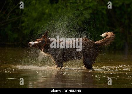 Chocolate Border Collie, giocando, donna, Maryland Foto Stock