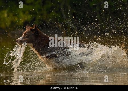 Chocolate Border Collie, giocando, donna, Maryland Foto Stock