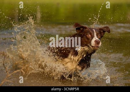 Chocolate Border Collie, giocando, donna, Maryland Foto Stock