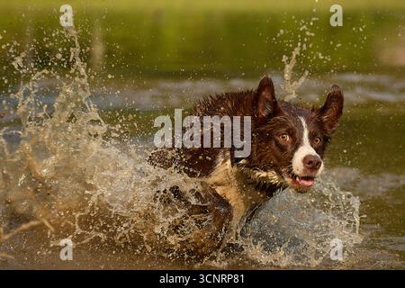 Chocolate Border Collie, giocando, donna, Maryland Foto Stock