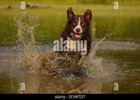 Chocolate Border Collie, giocando, donna, Maryland Foto Stock