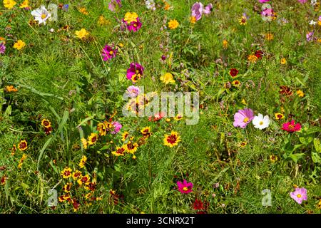 Una vista ravvicinata di un letto di fiori del parco rivela un vibrante tappeto di fiori selvatici in vari colori, texture e forme. Foto Stock
