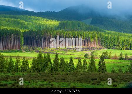 La Foresta di Misty Conifer nelle Highlands scozzesi con Logging zone e vegetazione lussureggiante Foto Stock