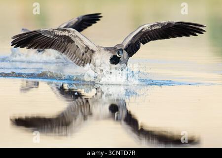 Un'oca canadese fa un atterraggio in acqua vicino a Liberty Lake, Washington. Foto Stock