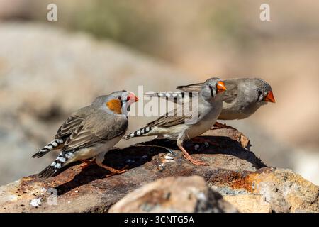 Primo piano dei fringuelli australiani Zebra Foto Stock