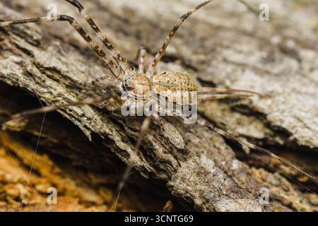 La vista ravvicinata cattura un ragno che naviga delicatamente sulla superficie strutturata della corteccia degli alberi, mostrando i dettagli intricati del suo corpo e della natura Foto Stock