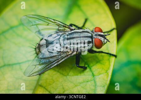 Vista macro ravvicinata di una mosca polpa con occhi rossi e corpo a righe appoggiato su una foglia verde vibrante, che mostra i dettagli intricati della AN dell'insetto Foto Stock