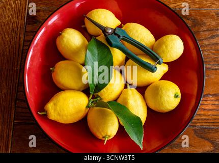 Limoni di Eureka appena raccolti in una ciotola rossa Foto Stock
