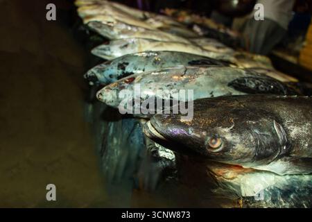 Tonno e cattura l'autentica atmosfera cruda di un banco di pesce. Una vista ravvicinata e angolata di una fila di pesci, con un grande pesce dalla pelle scura Foto Stock