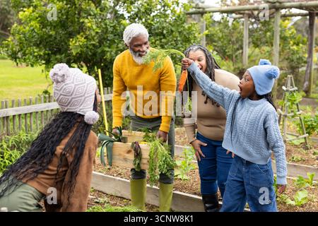 Famiglie diverse che raccolgono carote fresche in aiuole rialzate nel cortile posteriore con cassa di legno Foto Stock