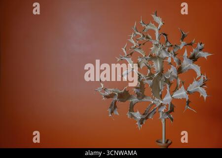 Il cardo secco con spine su sfondo arancione crea una natura morta minimalista a ronda, malaga, spagna Foto Stock