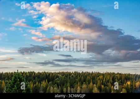 Vista aerea di una foresta mista con conifere e alberi decidui che mostrano colori autunnali, illuminati dalla luce d'oro con foc selettivi Foto Stock