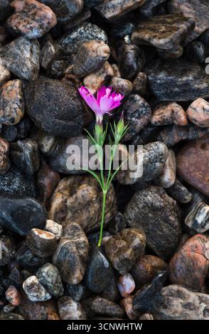 La vista dall'alto di un unico fiore rosa vivace cresce tra i ciottoli marrone e grigio, mostrando un contrasto sorprendente in una foto macro dettagliata Foto Stock