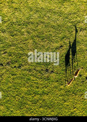 Due cervi gettano lunghe ombre sulla lussureggiante erba verde in un autunno della nuova Zelanda, creando una pittoresca scena di fauna selvatica e natura. La luce del sole enha Foto Stock