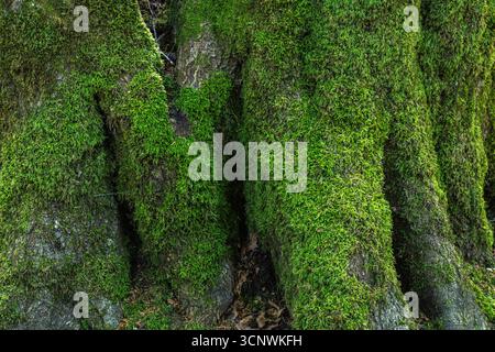 Primo piano di muschio verde vivace che copre la corteccia testurizzata di un albero. La ricca vegetazione mette in risalto la resilienza e la bellezza della natura, offrendo un ambiente sereno Foto Stock