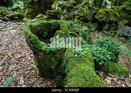Ceppo di alberi ricoperto di muschio circondato da lussureggianti piante in una fitta foresta verde, che mostra la resilienza della natura e la tranquilla bellezza dell'ambiente boschivo Foto Stock