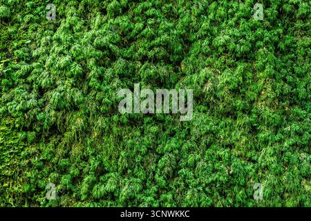 Primo piano dettagliato di muschio verde denso e vibrante che copre una superficie forestale. Una texture ricca e naturale, ideale per sfondi, design o illustrazioni senza stress Foto Stock