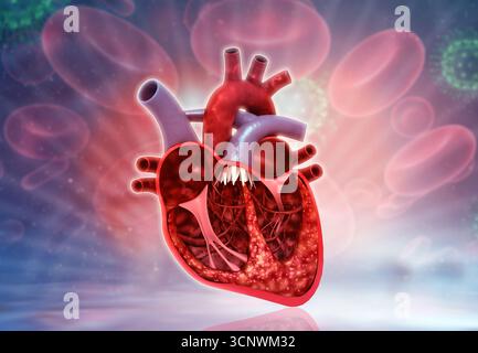 Sezione trasversale del cuore umano. illustrazione 3d. Foto Stock