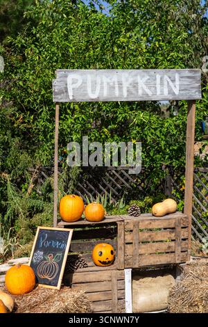 Supporto per la zucca con un jack-o'-lanterna intagliato e altri buongustai sulle balle di fieno Foto Stock