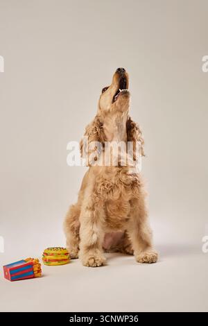 Un allegro cocker spaniel con pelliccia dorata si trova su un pavimento bianco, guardando verso l'alto. È circondato da giocattoli colorati, tra cui un hamburger giocattolo e patatine fritte Foto Stock