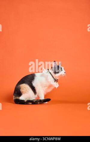 Un affascinante ritratto di un gatto calico che indossa un collare decorativo, catturato in un ambiente professionale da studio con un caldo sfondo arancione, che evoca un eleg Foto Stock