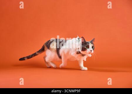 Un affascinante gatto calico viene catturato in un ambiente da studio, indossando un delicato colletto in pizzo. La posa attenta del gatto è completata dal caldo bac arancione Foto Stock