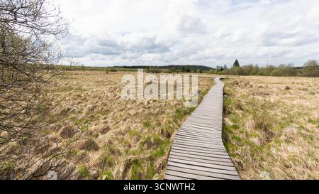 Sentiero in legno attraverso la natura nel Parco Nazionale Eifel Germania Foto Stock