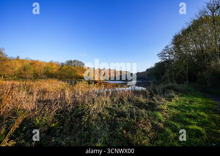 Vista del paesaggio autunnale presso l'Holzmaar vicino a Gillenfeld. Natura idilliaca vicino al lago nella regione vulcanica Eifel della Renania-Palatinato. Foto Stock