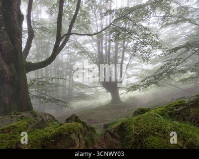 Incantevole foresta nebbiosa con rocce e sentiero muschiati - Una vista serena e magica di una foresta nebbiosa con un sentiero che conduce tra grandi rocce coperte di muschio Foto Stock