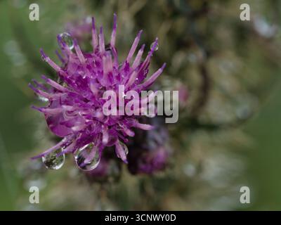Il vivace cardo viola fiorisce con gocce d'acqua: Un'immagine macro dettagliata di un fiore di cardo fiorito con spine affilate, che risplende con gocce di pioggia fresche Foto Stock