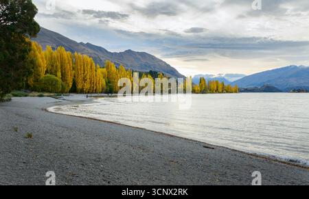 Alberi d'autunno dorati lungo il lago Wanaka. Turisti irriconoscibili che camminano lungo il lago. Isola del Sud. Nuova Zelanda. Foto Stock