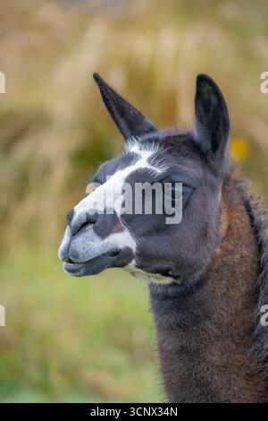 Ritratto ravvicinato di un lama a Cayambe, Ecuador, che mostra il suo distintivo volto bianco e nero su uno sfondo verde sfocato, catturando l'essen Foto Stock