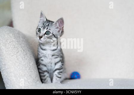 Adorabile gattino grigio con marcature impressionanti si siede in modo allarmante su una sedia accogliente, creando una scena emozionante di un animaletto giocoso che gode delle comodità di un ho Foto Stock