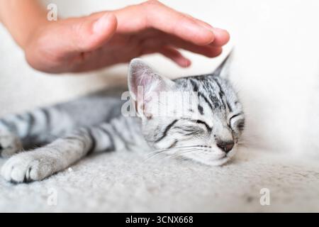 Un gattino grigio sereno a occhi chiusi gode di dolci accarezzazioni su una superficie bianca morbida, catturando la tranquillità di un animale domestico amato in un ambiente accogliente Foto Stock