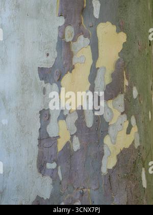 corteccia degli alberi piane con consistenza di peeling nei toni grigio, verde e giallo. Copyspace. Foto Stock