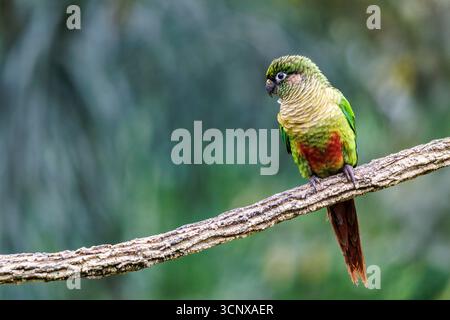 Parakeet con panciotto, Pyrrhura frontalis, San Paolo, Brasile Foto Stock