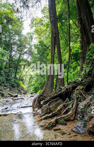 Radici di alberi e fiume, foresta atlantica, San Paolo, Brasile Foto Stock