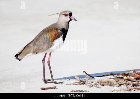 Lapwing meridionale (quero-quero), Vanellus chilensis, Cardoso, Brasile Foto Stock