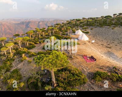 Vista aerea degli alberi di sangue del drago che gettano ombre sul paesaggio arido e sulle tende disposte per la notte, Firmihin, Socotra, Yemen. Foto Stock