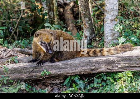 South American Coati, aka Ring-tailed Coati or Brown-nosed Coati, Nasua nasua, Sao Paulo, Brazil Foto Stock