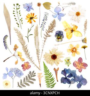 Fiori secchi e foglie su sfondo bianco, set Foto Stock