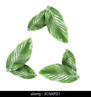 Simbolo di riciclaggio costituito da foglie verdi su sfondo bianco Foto Stock