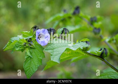 Nicandra physalodes nota come mela del Perù e pianta shoo-fly. Primo piano di una mela del Perù (nicandra physalodes) in fiore. Foto Stock